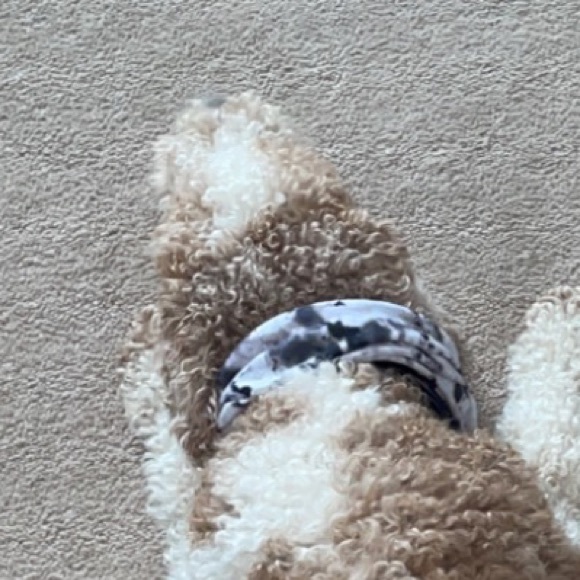 Meet your Posher, Rylan - Picture 1 of 1